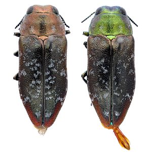Diphucrania scabiosa, female and male, from Allocasuarina verticillata, PL1185 & PL1184, SL